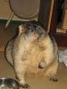IMG_3818-1.JPG